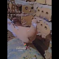 نر ماده زرد سرخ|پرنده|رشتخوار, |دیوار