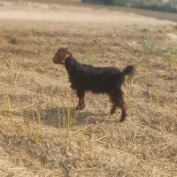 بیگ|حیوانات مزرعه|شوشتر, |دیوار