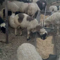فروش میش آبستن سر مایه