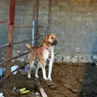 واگذاری سگ خراسانی افغانی سرابی پژدر بولی آلابای