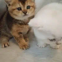 توله گربه های بریتیش و اسکاتیش بریتیش