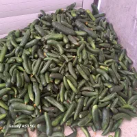 خیارشورهمدان ویژه سوپرویژه نول ممتاز|عمده‌فروشی|قم, قلعه کامکار|دیوار