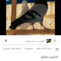 گمشده کفترسبز