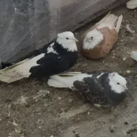 کفتر|پرنده|تهران, هرندی|دیوار