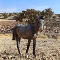 اسب مادیان|اسب و تجهیزات اسب‌سواری|سرپل ذهاب, |دیوار