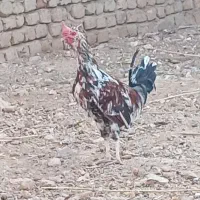 خروس گلین لری