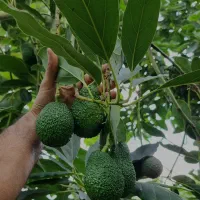 نهالستان تخصصی اواکادو ارقام تجاری و کمیاب پیوندی