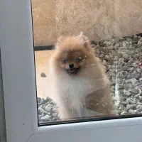 توله سگ پامرانین نر خرسی