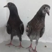 یک جفت مفلق تهرانی