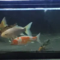 فروش ۱۲ عدد ماهی کوی یکجا