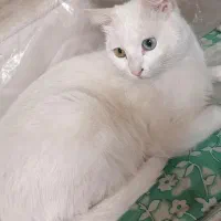ترکیش وان