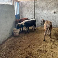 گوساله نر|حیوانات مزرعه|ورامین, ورامین|دیوار