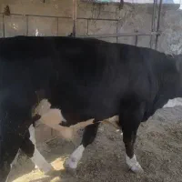 فروش گوساله