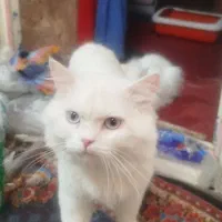 پرشین نر|گربه|رفسنجان, |دیوار