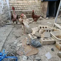 خروس با مرغ لاری|حیوانات مزرعه|چناران, |دیوار