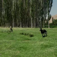 اسب مادیون یورقه