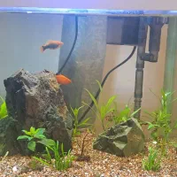 آکواریوم پلنت