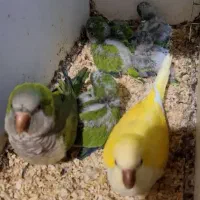 قصر طوطی واقع در فاز2اندیشه راهب گیرینچیک عروس|پرنده|اندیشه, اندیشه فاز ۲|دیوار