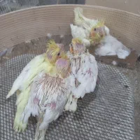 عروس هلندی سرلاکی ومولد