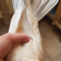 کبوترنر زرد دم سرور کاکلی چاقچول،نروماده کینگشاهی|پرنده|قم, باجک یک|دیوار