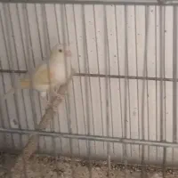 قناری ماده|پرنده|نسیمشهر, |دیوار