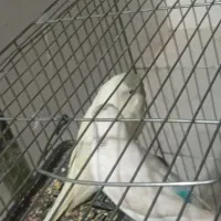 مرغ عشق نژاد دار