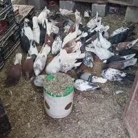 کفتر اصیل پرشی