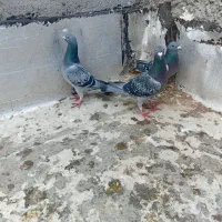 کبوتر|پرنده|اردبیل, |دیوار