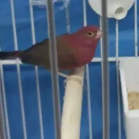 فنج|پرنده|کرج, شاهین‌ویلا|دیوار