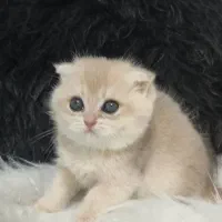 بچه گربه اسکاتیش