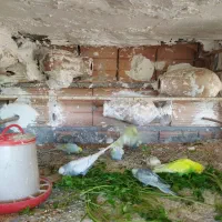 مرغ عشق رینبو..|پرنده|گرگان, |دیوار