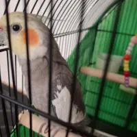 عروس هلندی خوش خوان