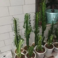 گل و گیاه|گل و گیاه طبیعی|بروجن, |دیوار