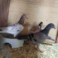 کبوتر جدید رسید همش ب ضمانت پرش|پرنده|اردکان, |دیوار