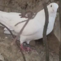 کبوتر