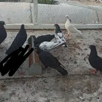کفتر جمله فقط|پرنده|قشم, |دیوار
