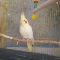 عروس و مرغ عشق|پرنده|میناب, |دیوار