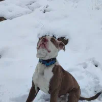 سگ پیتبول نر یک ساله