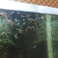 ماهی گوپی نژاد دار|ماهی|همدان, |دیوار