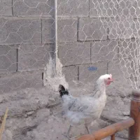 مرغ خروس محلی|حیوانات مزرعه|کوه چنار, |دیوار