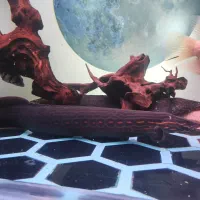 ماهی‌ ایل تایگر ویجا گار