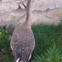 قو غاز آفریقایی سه ماهه