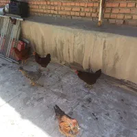 مرغ