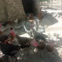 بوقلمون ارگانیک تمیزب شرط سالم همه داروی شده|حیوانات مزرعه|سیلاخور, |دیوار