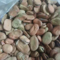 باقالی خشک امسالی