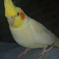 عروس هلندی|پرنده|مریوان, |دیوار