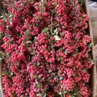 زرشک تازه قائنات