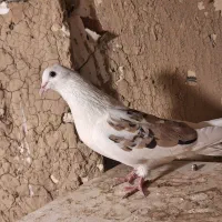 کفتر فروش یا معاوضه