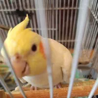 یک جفت عروس هلندی لوتینو وگل باقلی با لوازم|پرنده|لاهیجان, کوی آزادگان|دیوار