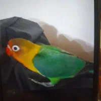 بچه طوطی برزیلی گم شده